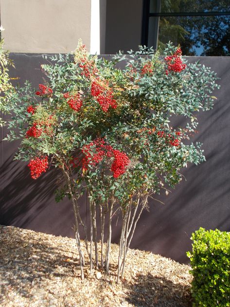 Red Bamboo Plant, Sacred Bamboo, Chinese Bamboo, Red Leaves, Wild Edibles, Yard Work, Red Berries, Yard Landscaping, Warm Colors