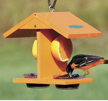 This Eco Friendly Fruit Feeder Will Attract Them All  Are You Missing Out On The Most Beautiful Birds Of Summer? Oriole Bird Feeders, Best Bird Feeders, Oriole Bird, Bird House Feeder, Bird House Plans, Bird House Kits, Diy Bird Feeder, Most Beautiful Birds, Diy Birds