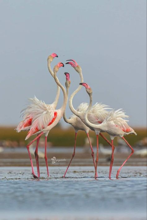 Greater Flamingo, Flamingo Pictures, Flamingo Photo, Birds Photography Nature, Fancy Flamingo, Chicken Bird, I'm Not Perfect, Pet People, Flamingo Art