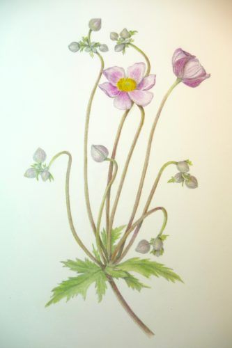 japanese-anemone – Lionel Champlin Guest House Japanese Anemone Drawing, Japanese Anemone, Botanical Watercolor, Anemone, Guest House, Drawings, Floral, Plants