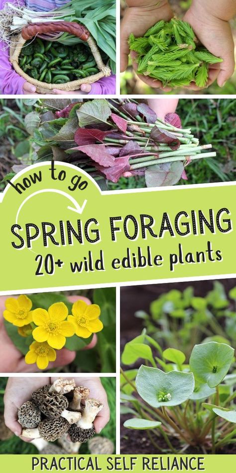 20+ Wild Edible Plants to Forage for in Spring! Foraging is a great excuse to get outside and reconnect with nature in the first days of spring. Some of the first plants and mushrooms of spring also happen to be tasty edibles. Foraging For Beginners, Spring Foraging, Medicinal Wild Plants, Medicinal Weeds, Flowers And Mushrooms, Wild Foraging, Wild Food Foraging, Foraging Recipes, Medicinal Herbs Garden