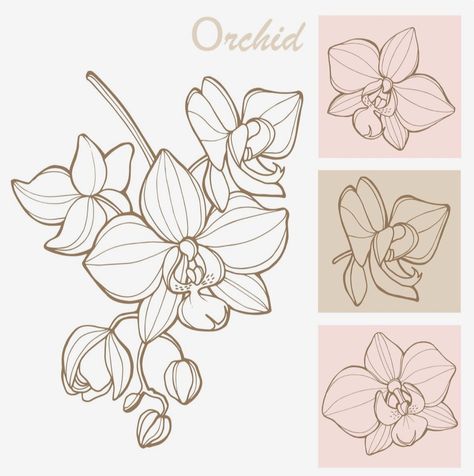 Orchid Illustration Vector, How To Draw Orchids, Orchid Line Art, Orchid Art Painting, Orchid Drawing Simple, Exotic Flowers Drawing, Orchid Line Drawing, Orchid Outline, Orchid Flower Drawing