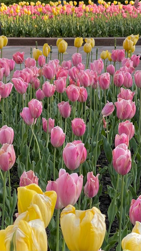 Pink And Yellow Tulips Bouquet, Bestie Basket, Pink And Yellow Tulips, Birthday 22, Yellow And Pink Flowers, Pink Yellow Flowers, Widget Board, Pink And Yellow Flowers, Spring City