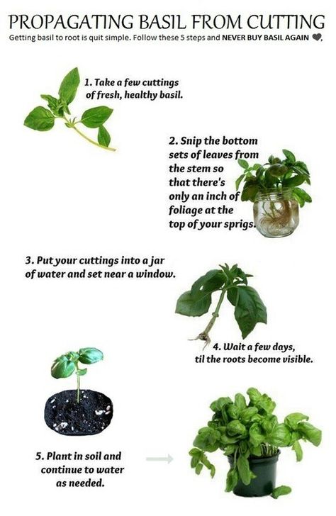 grow basil from clippings. Make sure you keep pinching off the flower heads so that the plant will keep throwing out new leaves all season Propagate Basil, Edible Gardening, Growing Basil, Garden Herbs, Herb Gardening, Basil Plant, Garden Stepping Stones, Gardening 101, Have Inspiration