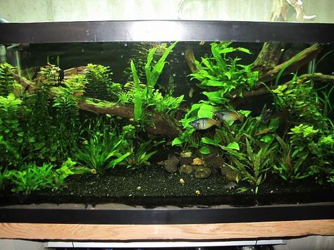 Dark or black substrate suggestions? Cory friendly. - Page 2 - The ... Black Substrate Aquarium, Black Sand Aquarium Ideas, Black Sand Aquarium, Tank Terrarium, Fish Tank Terrarium, Fish Keeping, Aquascape Design, Fresh Water Fish Tank, Planted Tank