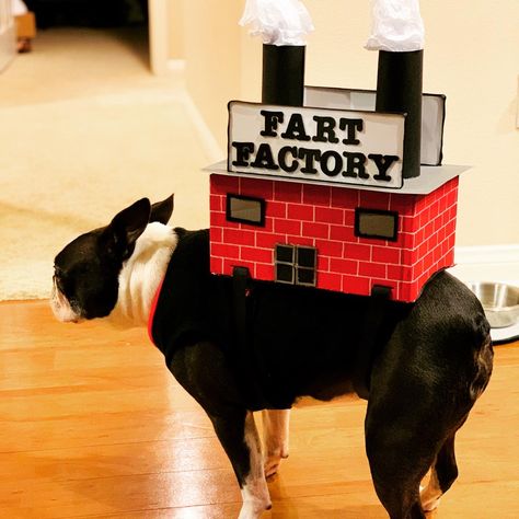 Dog Halloween Costumes Boston Terrier, Boston Terrier Halloween Costume, Fart Costume, Boston Terrier Costume, Boston Terrier Halloween, Halloween Fits, Boston Terrier Funny, Dog Halloween Costumes, Boston Terriers