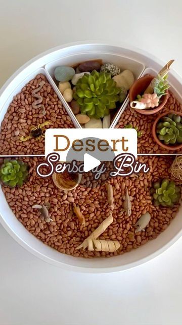 Jessica Telgenhoff on Instagram: "🌵From prickly cacti to playful desert critters, join us on a journey through the sandy wonderland! 🌵🐾 #DesertDelights #playful #play #sensory #sensorybinideas #sensoryplay #sensoryactivities #lovegrowplay" Desert Sensory Play, Desert Sensory Bin, Flowers Meadow, Prickly Cactus, Loose Parts, Blue Birds, Sensory Bins, Sensory Activities, Sensory Play