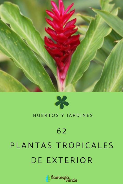 Descubre 62 plantas tropicales de exterior con esta guía. ¡Ideales para decorar! 🌿🌸 #plantastropicales #plantas #plantastropicalesdeexterior #plantasdeexterior #jardineria #ecologia #naturaleza #plantasbonitas #huertos #jardines #huertosyjardines Exterior, Plants