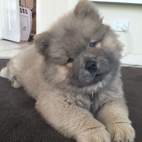 Brown Chow Chow, Perros Chow Chow, Chow Puppies, Chow Chow Dog, Chow Dog, Cute Dogs Images, Very Cute Dogs, Cute Dog Pictures, Baby Animals Pictures