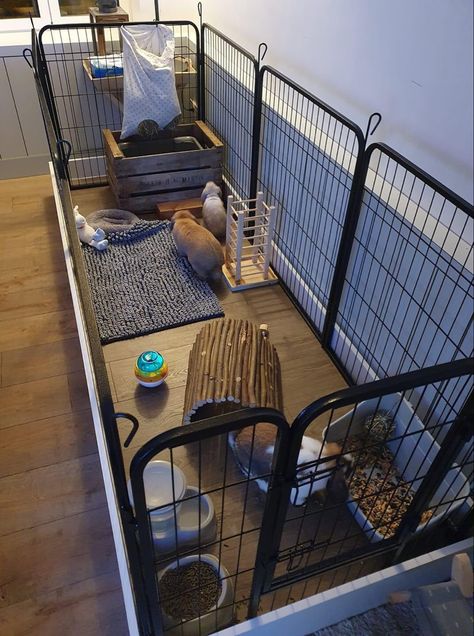 Indoor Rabbit Setup, Indoor Rabbit House, Indoor Rabbit Cage, Diy Guinea Pig Cage, Rabbit Enclosure, Rabbit Habitat, Pet Rabbit Care, Bunny Hutch, Bunny Room