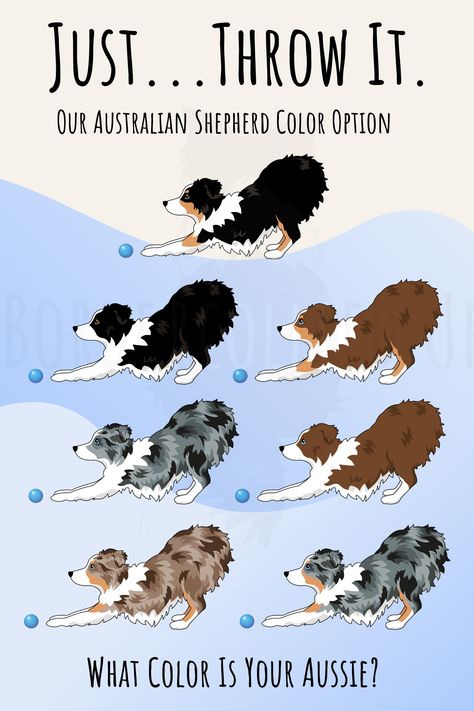 What color is your Aussie?  Blue Merle, Black Tri, Red Merle..... Come and check our Aussie items! Aussie Colors, Australian Shepherd Colors, Aussie Shepherd, Mini Aussie, Australian Shepherds, Blue Merle, Australian Shepherd, Training Tips, Color Options