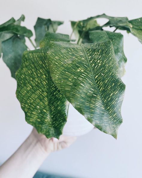 shawna | plant mom + developer on Instagram: “Calatea musaica aka Calathea network is one of my coolest plant finds recently! I picked this one up on a sale rack because it’s thinned…” Calathea Network, I Pick, Plant Mom, I Cool, Cool Plants, Plant Leaves, Yard, Plants, On Instagram