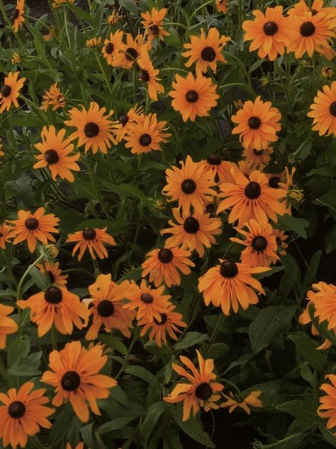 Black Eyed Susan Aesthetic, Light Green And Orange Aesthetic, Orange Forest Aesthetic, 25 Aesthetic, Sunset Theme, Orange Forest, Ipad Aesthetic, Phone Decor, Orange Aesthetic