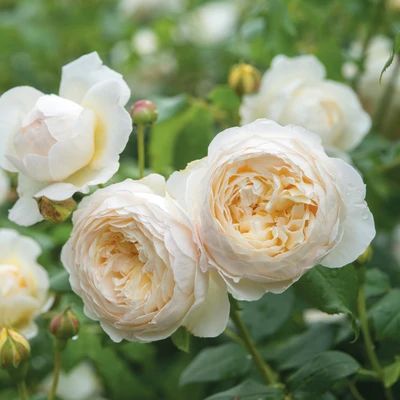 Iceberg Climbing Rose, Deadheading Roses, Austin White, David Austin Rose, Rose Delivery, Austin Rose, Heirloom Roses, Rose Care, Shrub Roses