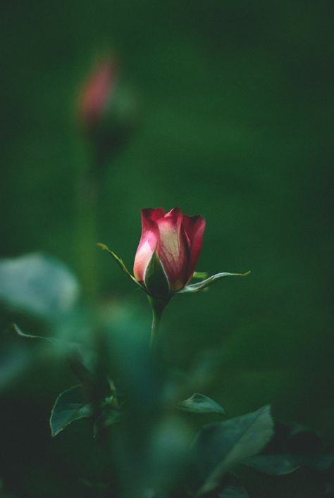 Pink Wallpaper Backgrounds, Rose Vase, Beautiful Words Of Love, Rose Bud, Flower Background Wallpaper, Beautiful Rose Flowers, Beautiful Photos Of Nature, Beautiful Nature Wallpaper, Beautiful Backgrounds