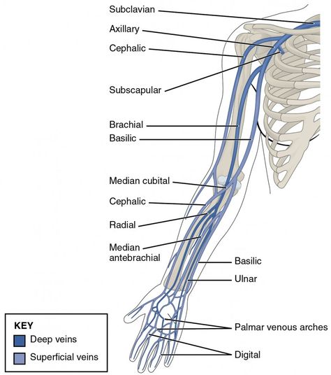 Arm Vein, Upper Limb Anatomy, Arm Veins, Vascular Ultrasound, Subclavian Artery, Vertebral Artery, Body Diagram, Arteries And Veins, Medical School Studying