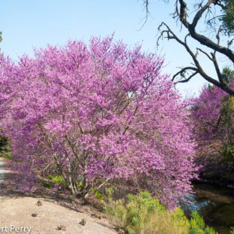 California Native Color Garden - Inland Valley Garden Planner Cercis Occidentalis, Western Redbud, Desert Willow, Waterwise Garden, Redbud Tree, California Native Plants, Butterfly Plants, Organic Mulch, California Garden