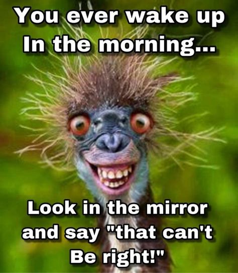 Every day! 9gag Amusant, Funny Animal Faces, Grumpy Cats, Humor Twitter, 9gag Funny, Funny Good Morning Quotes, Morning Quotes Funny, Good Morning Funny, Funny Animal Quotes