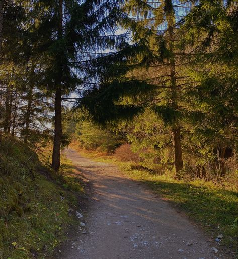 #summer #evening #walk #nature #road #path #mushrooms #forest #woods #aesthetic #wallpaper #iphone #photography #sunset #sun #gravityfalls #rocks #organisms #magical #magic Woods Aesthetic Wallpaper, Wallpaper Iphone Photography, Woods Aesthetic, Nature Road, Mushrooms Forest, Late Evening, Autumn Lake, Aesthetic Wallpaper Iphone, Photography Sunset