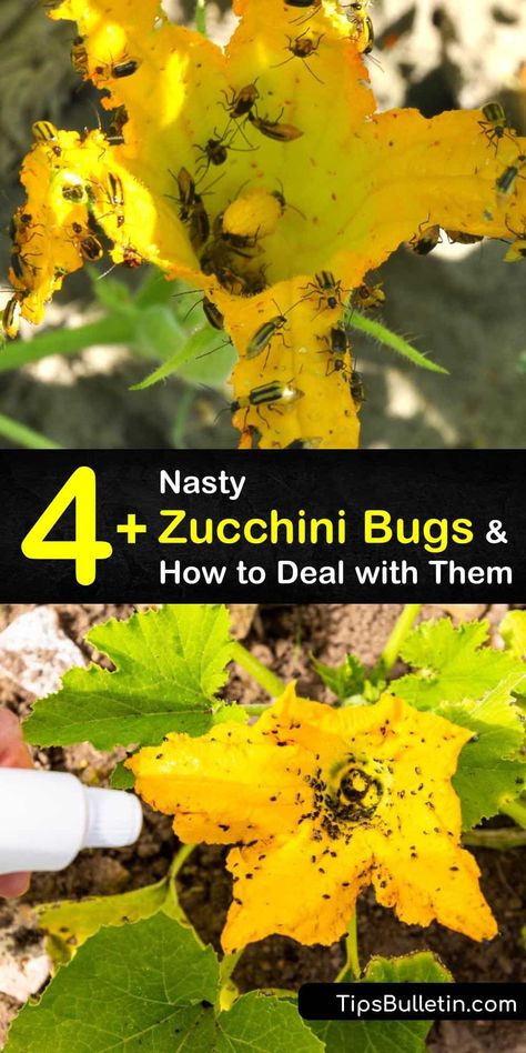 Find out how to control zucchini pests like aphids, squash bugs, and cucumber beetles. Protect your squash plants with row covers and remove weeds in the fall so bugs don’t overwinter. Spray with soapy water to avoid killing bees with pesticides. #zucchini #bugs #pests How To Get Rid Of Bugs In Garden, Squash Beetles Pest Control, How To Get Rid Of Squash Bugs In Garden, Squash Bug Spray, Squash Bugs Prevention, Squash Planting, Growing Squash, Growing Zucchini, Zucchini Plants