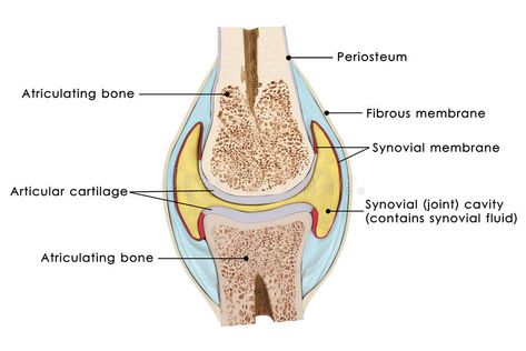 Knee bursae. The bursae of the knee are the fluid sacs and synovial pockets that #Sponsored , #paid, #Paid, #bursae, #synovial, #pockets, #knee Synovial Joints, Knee Fracture, Anatomy Of The Knee, Knee Meniscus, Joints Anatomy, Human Knee, Knee Ligaments, Synovial Fluid, Cruciate Ligament