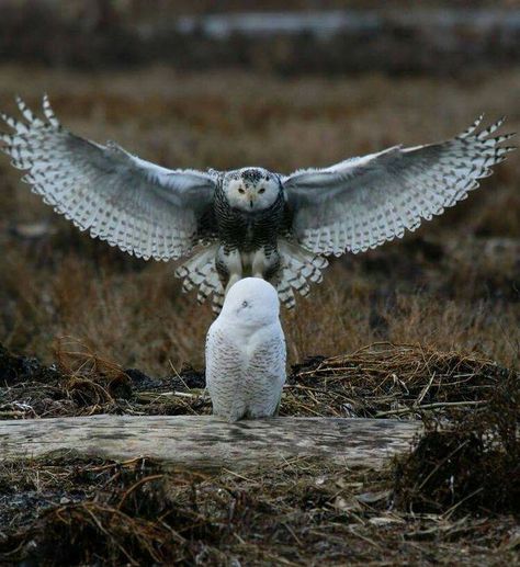 A wonderful picture of snowy owls. Source unknown Owl Flying, Beautiful Owls, Snowy Owls, Awesome Owls, Snow Owl, Owl Photos, Owl Pictures, Beautiful Owl, Owl Bird