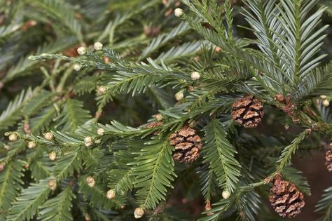 Coast Redwood Sequoia sempervirens 20 fresh seeds | Etsy Sequoia Sempervirens, Coast Redwood, Coastal Redwood, Coastal Plain, Conifer Trees, Redwood Tree, Cold Frame, Southern Oregon, Tree Seeds