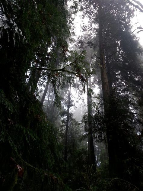 Washington forest Foggy Washington Forest, Washington State Forest Aesthetic, Forks Washington Forest, Washington Forest Aesthetic, Forks Washington Twilight Aesthetic, Forks Forest, Washington State Forest, Washington Aesthetic, Gloomy Forest