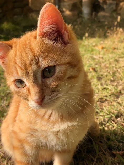 Orange Cat, White Cat, Orange, White