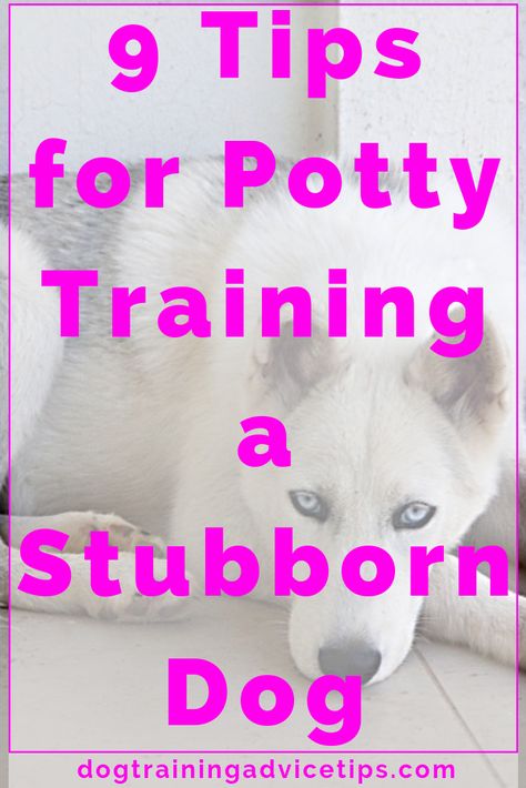 Puppy Obedience Training, Positive Dog Training, Easiest Dogs To Train, Basic Dog Training, Cairn Terriers, Dog Potty Training, Dog Potty, Potty Train, Potty Training Tips