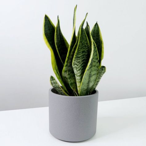 Money Plant In Water, Best Desk Plants, Money Plant Care, Plant Room Aesthetic, Office Plants Desk, Plant Display Ideas, Plant Diy, Plant Arrangements, Plant Trellis