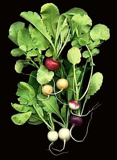 Fotó by Ellen Hoverkamp. Ellen Hoverkamp, Scanner Photography, Plants Photography, Fruit Plants, Radishes, Organic Vegetables, Fruit And Veg, Floral Botanical, Online Gallery