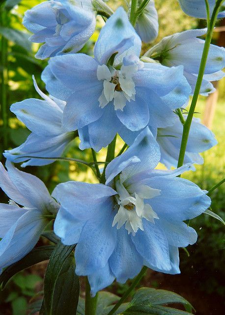 Beautiful, beautiful delphiniums Blue Delphinium, Blue Garden, Feeling Blue, Delphinium, Exotic Flowers, Flower Beauty, Beautiful Blooms, Flowers Nature, Art Photo