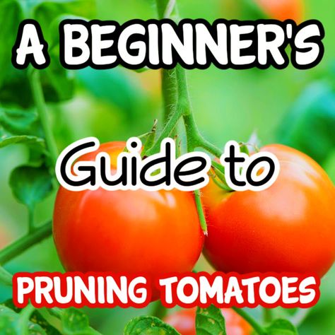 Amish Paste Tomato Plant, Prune Tomato Plants How To, How To Prune Tomatoes For Maximum Yield, How To Trim Tomato Plants, How To Prune Tomato Plants, Trimming Tomato Plants, How To Prune Tomatoes, Prune Tomato Plants, Pruning Tomatoes