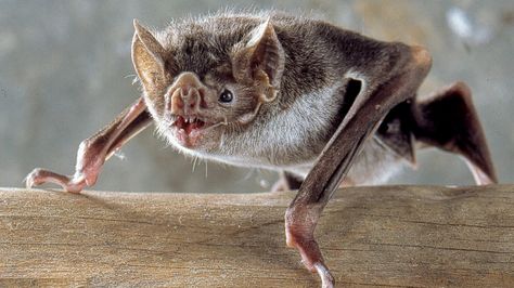 Bat Facts For Kids, Wild Animals Attack, Bat Facts, Bat Species, Dangerous Animals, Vampire Bat, Facts For Kids, Amazon Rainforest, Schmidt