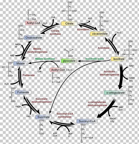 Glycolysis Cycle, Citric Acid Cycle, Cellular Respiration, Diagram Chart, Biology Notes, Free Png Downloads, Biochemistry, Citric Acid, Free Sign