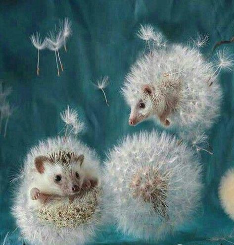 Baby Hedgehogs, Ako Kresliť, Illustration Kunst, Marjolein Bastin, Art Mignon, Charcoal Drawings, Art Et Illustration, Cat Eyes, Arte Fantasy