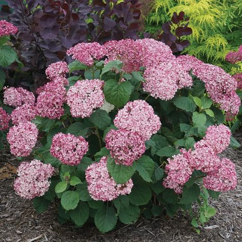 Invincibelle Mini Mauvette® Smooth Hydrangea - My Proven Winners ColorChoices Flowering Shrubs For Shade, Smooth Hydrangea, Hydrangea Arborescens, Shade Shrubs, Living In London, Proven Winners, Plant Spacing, Flowering Shrubs, Small Gardens