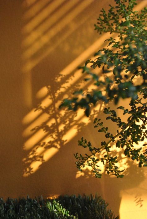 lighting..... | how i love sun rays Soft Sun Aesthetic, Sun Photography Aesthetic, Sun Images Nature, Yellow Lighting Aesthetic, Sun Rays Aesthetic, Light Through Leaves, Warm Photography, Sun And Shadow, Sunlight Photography