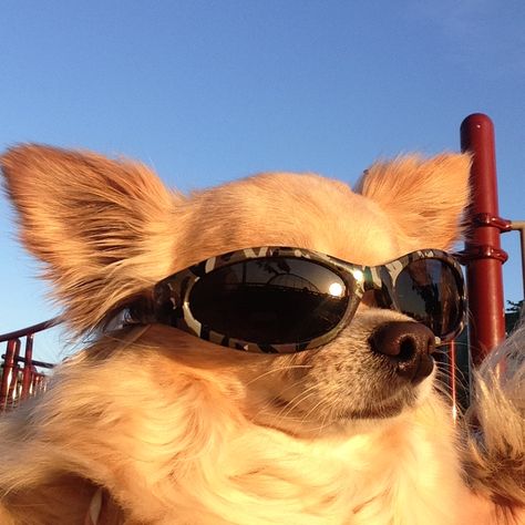 Cute Dog With Glasses, Animals With Sunglasses, Animals In Sunglasses, Dogs In Sunglasses, Dogs With Sunglasses Aesthetic, Puppies Wearing Sunglasses, Ugly Dogs, Funny Animal Photos, Baby Animals Funny