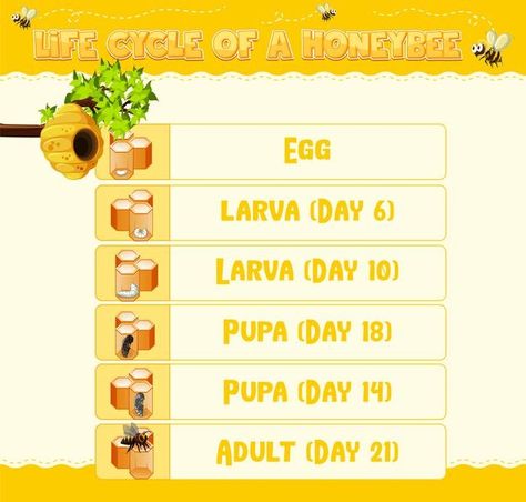 Free Vector | Bees and honey set. flowers, beehive and honeycombs, jar, pot and dipper isolated on white background. Life Cycle Of Honey Bee, Garden Unit Study, Nature Cartoon, Garden Unit, Bee Free, Bees And Honey, Food Education, Unit Study, Study Unit