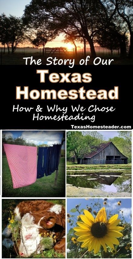 How And Why We Chose Homesteading. ~ Texas Homesteader ~ Texas Homestead, Homesteading Inspiration, Homesteading Life, Homestead Ideas, Honey Locust, Thrifty Thursday, Why Read, Cattle Ranching, Living Off The Land