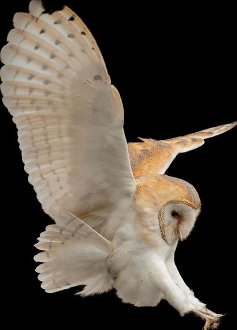 Owl Flying Tattoo, Barn Owl Tattoo, Owl Flying, Owl In Flight, Owl Wisdom, Owl Night, Owl Photography, Barn Owls, Motion Photography