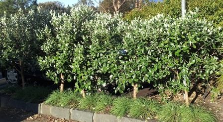 feijoa_hedge_thumb40 Simple Garden Designs, Deck Inspiration, Garden Hedges, Living Fence, Wind Break, Cottage Garden Design, Edible Landscaping, Landscape Garden, Backyard Pool Designs