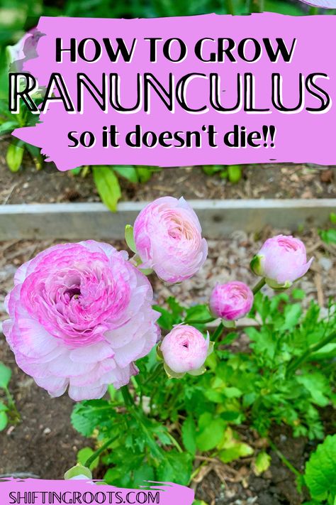 Pink and white ranunculus flowers growing in a raised bed. Ranunculus Garden Bed, How To Grow Ranunculus, Ranculus Flowers Care, Rinoculous Flowers, Raniculous Flower, Ranaculus Flower, Runuculous Flower, Ranunculus Growing, Growing Ranunculus