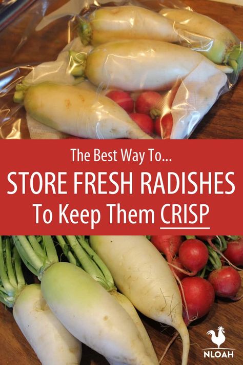 There are a number of ways to store radishes, and all of them are super simple and cheap. #food #storage #radishes #gardening #preservation How To Store Radishes Long Term, How To Preserve Radishes, Canning Radishes, Preserving Radishes, Preserve Radishes, Radish Dishes, How To Store Radishes, Garden Prep, French Breakfast Radish