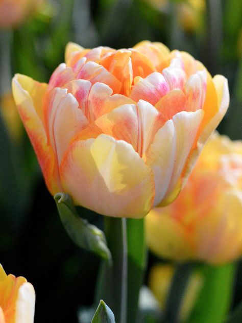 Partial Shade Plants, Spring Garden Flowers, Amaryllis Bulbs, Orange Tulips, Tulip Bulbs, Shades Of Peach, Spring Plants, Foxtrot, Spring Bulbs