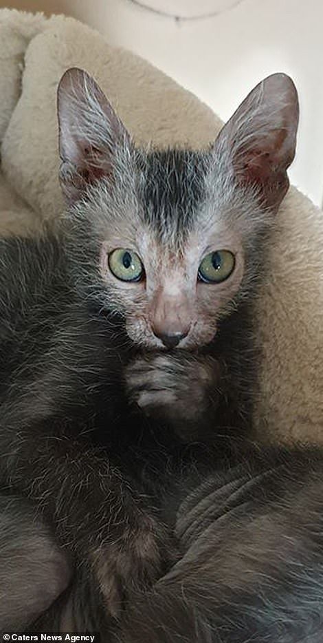 Lykoi Cat Aesthetic, Cool Cat Breeds, Werewolf Cat Lykoi, Lykoi Kitten, Deformed Cat, Terrifying Creatures, Wallpapers Cat, Werewolf Cat, Lykoi Cat