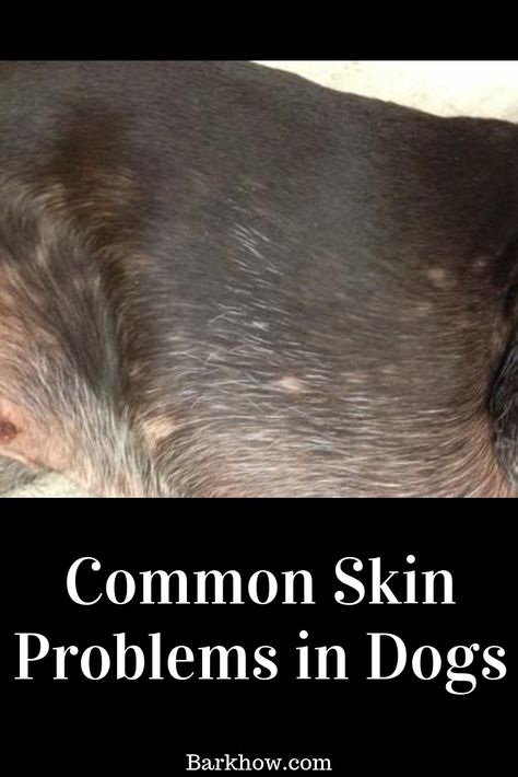 How to Deal with Common Skin Problems in Dogs. How to Reduce Your Pet’s Risk of Developing Skin Conditions. Dog Rash, Itchy Dog Skin, Dog Skin Allergies, Dog Hot Spots, Dog Skin Problem, Dog Skin Care, Itchy Dog, Short Haired Dogs, Flaking Skin