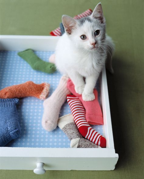 Baby-Sock Catnip Toy Diy Cat Scratcher, Diy Chat, Cat Playhouse, Chat Diy, Niche Chat, Homemade Cat Toys, Diy Cat Toys, Cats Diy Projects, Homemade Toys